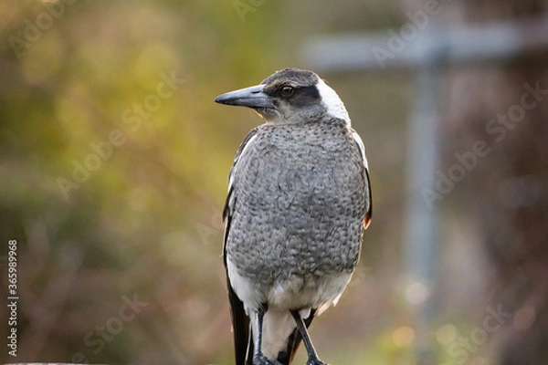 Fototapeta An Juvenile Australian Magpie Sitting on a Fence