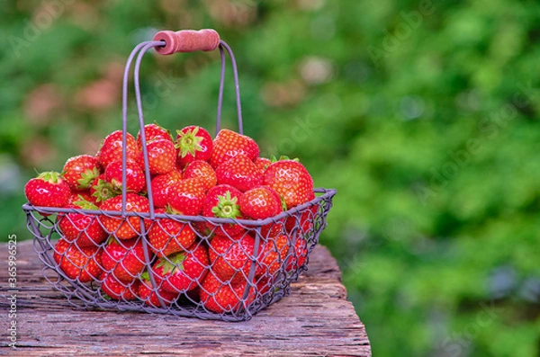 Fototapeta Strawberry with strawberry leaf in a metal basket, backside background of green leaves