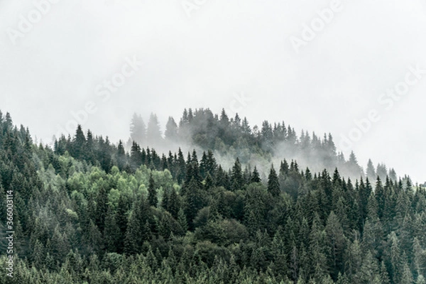 Fototapeta Misty forest