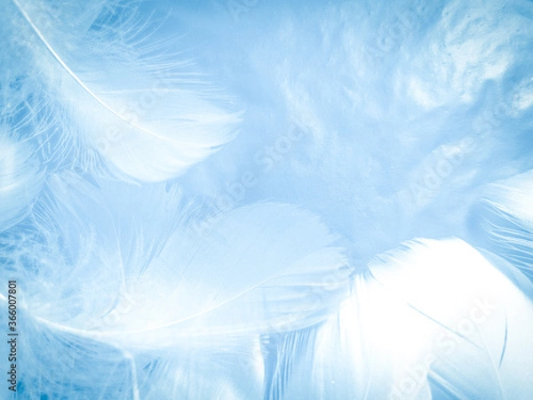 Fototapeta Beautiful abstract colorful blue feathers on white background and soft white feather texture on blue pattern and blue background, feather background, blue banners