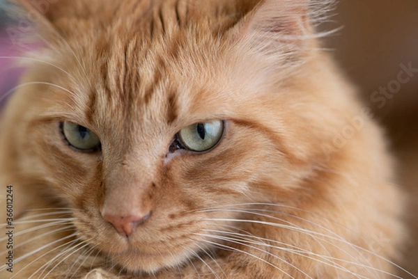 Fototapeta 可愛い猫　　茶トラ猫