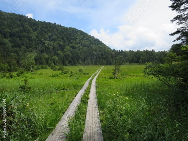 Fototapeta どこまでも続く木道