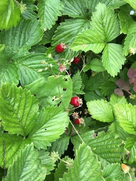 Obraz ladybug on a leaf