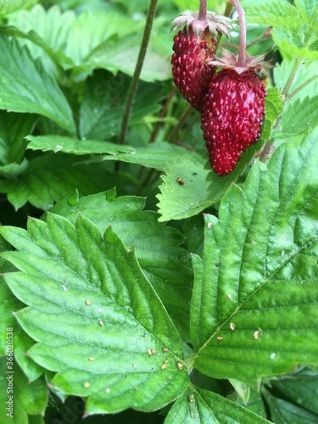 Obraz raspberry on a bush