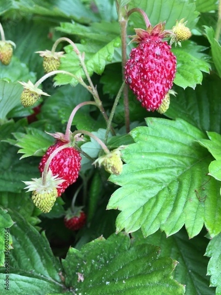 Obraz wild strawberry on a bush
