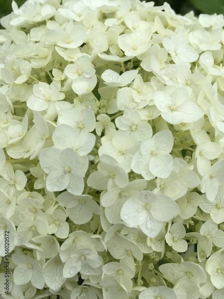 Obraz green leaves background