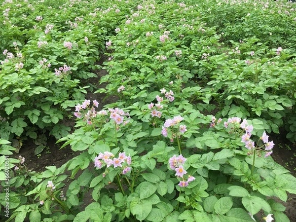 Obraz red and white flowers