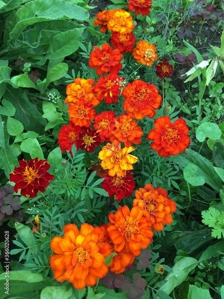 Obraz orange flowers