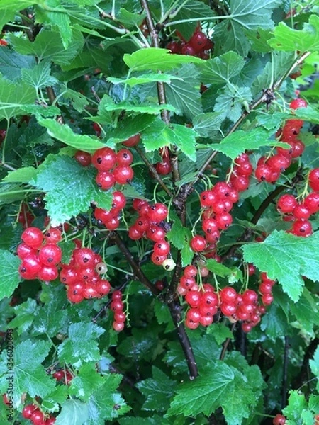 Obraz red currant bush