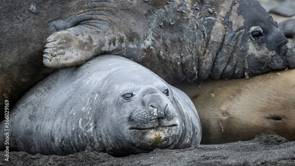 Obraz Elephant Seals at King penguin colony at St Andrews Bay, South Georgia