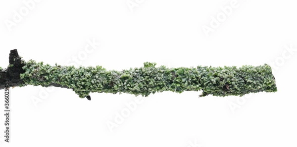 Fototapeta Common green lichen on tree branch (Flavoparmelia caperata) isolated on white background, clipping path