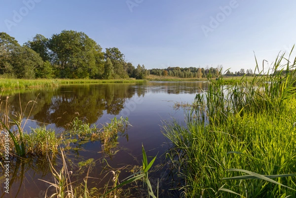 Fototapeta Blue sky,  trees reflected in the calm water of the lake.  In the foreground, bright green reeds grow on the shore. Rural landscape in Latvia