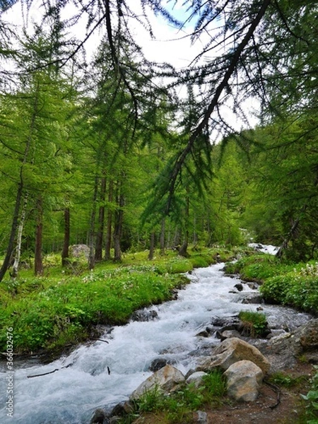 Obraz only river in the woods