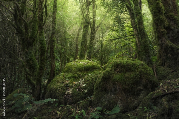 Fototapeta rocks covered with moss in a dense forest