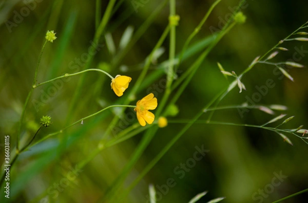 Obraz Summer flowers on the field