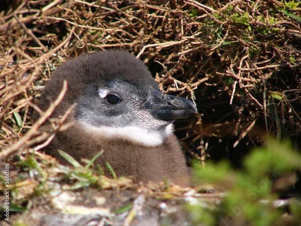 Obraz Young Jackass penguin - portrait