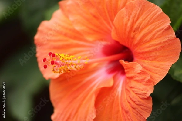 Obraz 赤いハイビスカス