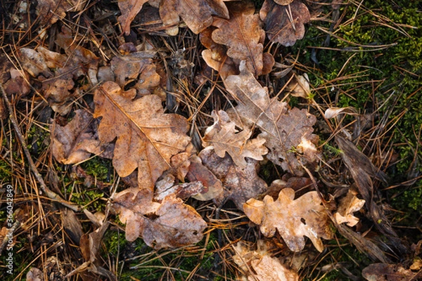 Fototapeta Natural forest background with green moss, oak leaves and pine needles
