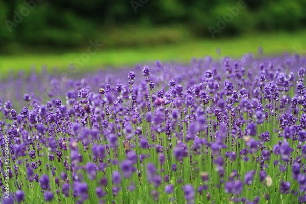 Fototapeta ラベンダー