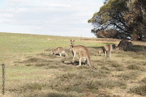 Obraz kangaroo in the wild
