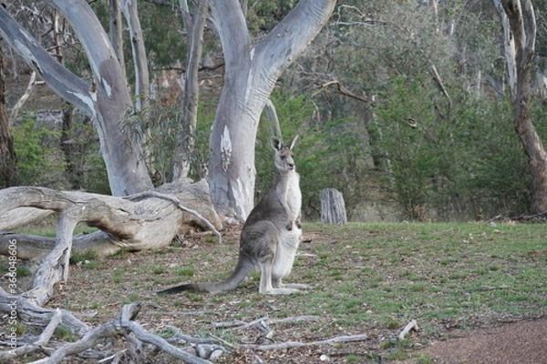 Obraz Kangaroos in the wild