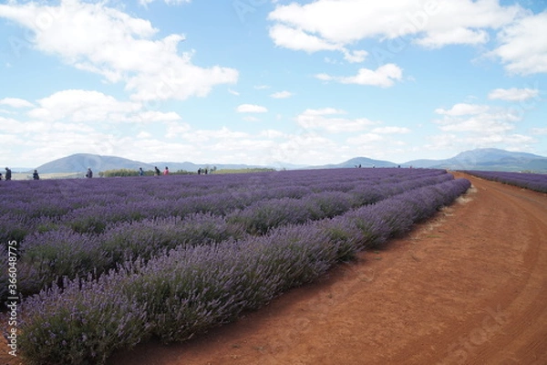 Obraz lavender field