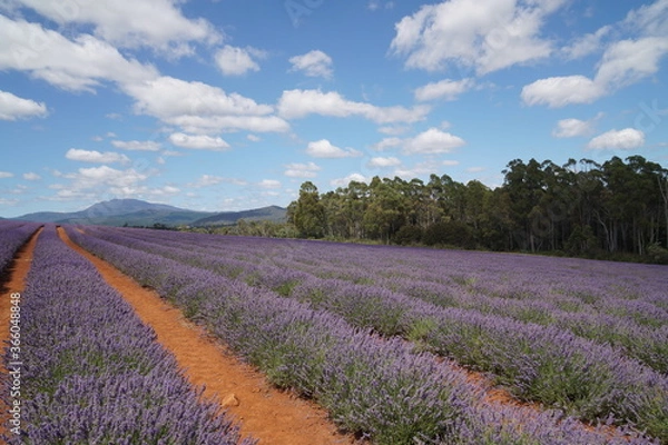Obraz field of lavender