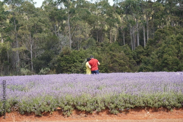 Obraz Couple in field