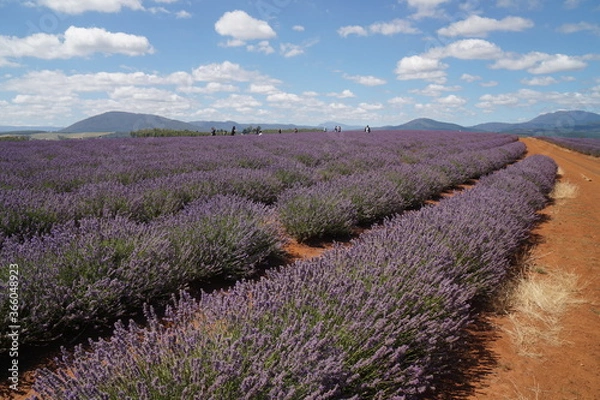 Obraz lavender field