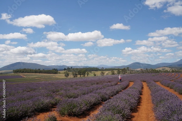 Obraz lavender field