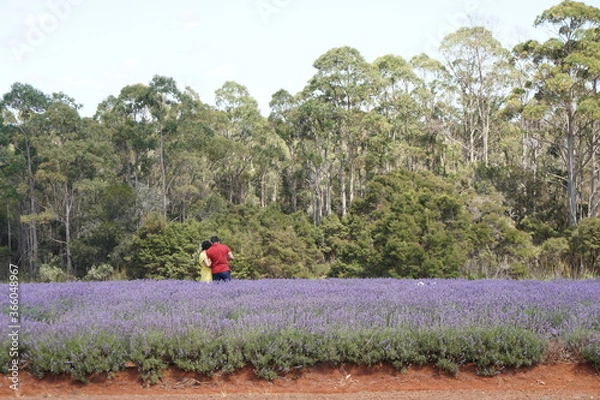 Obraz Couple in the field