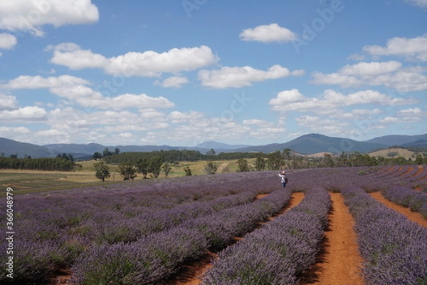 Obraz lavender field