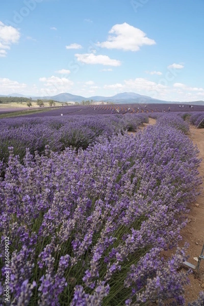 Obraz field of lavender