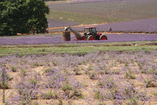 Obraz lavender field with tractor