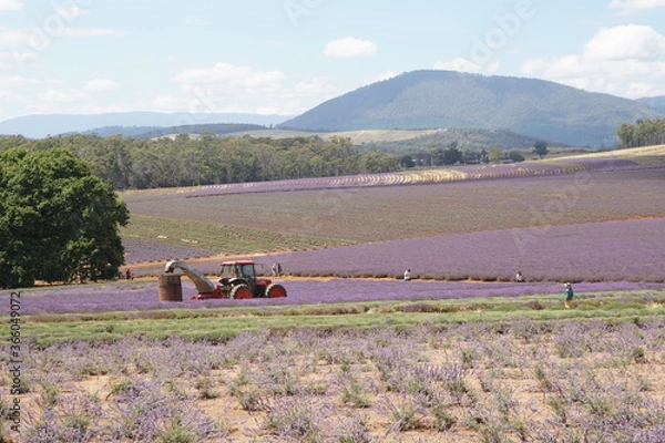 Obraz farmer working in the field