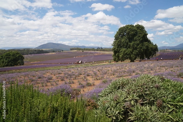 Fototapeta lavender field