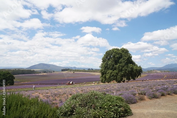 Obraz landscape with trees
