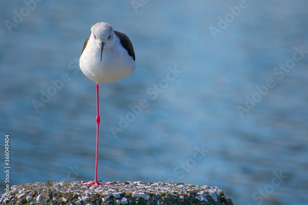 Obraz 一本足で休憩するセイタカシギ