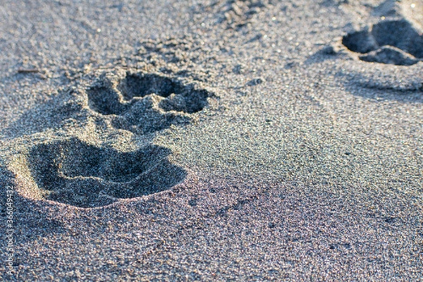 Obraz 砂浜の上に残された犬の足跡