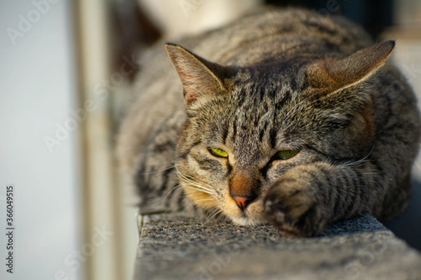 Obraz 塀の上でくつろいでいる野良猫