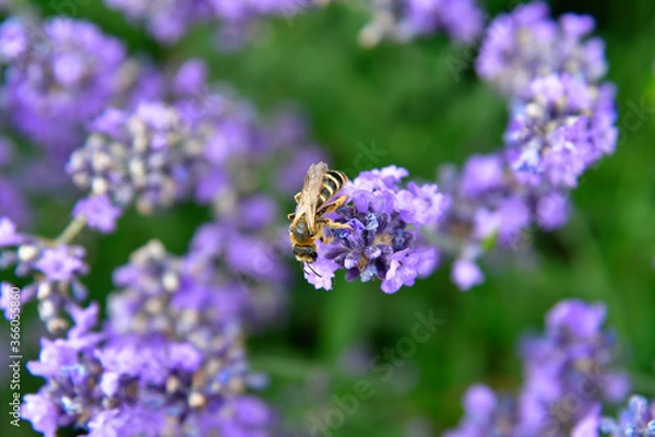 Fototapeta Nature,  Insects