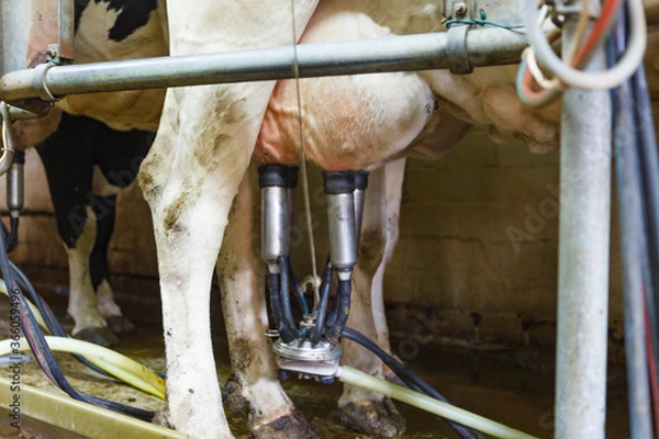 Obraz milking parlor