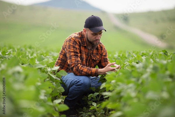 Fototapeta A farmer inspects a green soybean field. The concept of the harvest