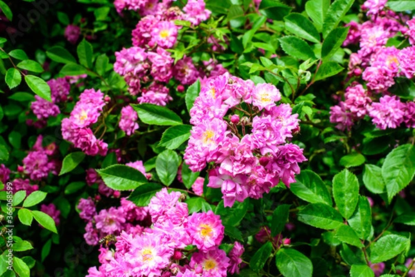 Fototapeta Bush with many delicate vivid pink magenta rose in full bloom and green leaves in a garden in a sunny summer day, beautiful outdoor floral background photographed with soft focus.