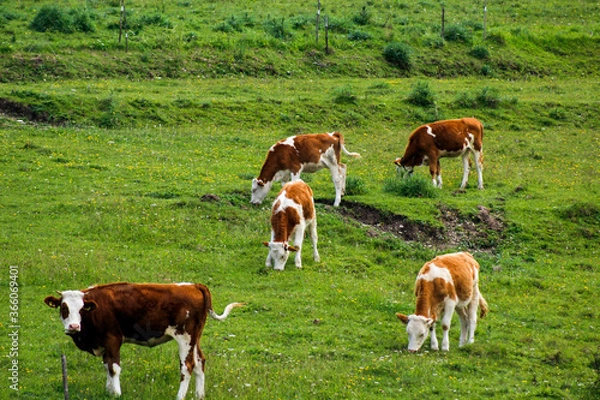 Obraz cows