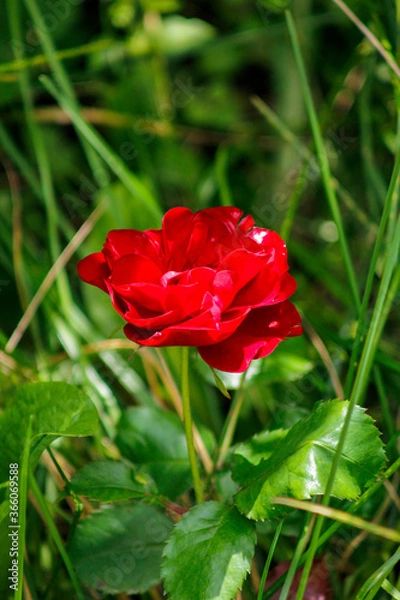 Obraz single red rose