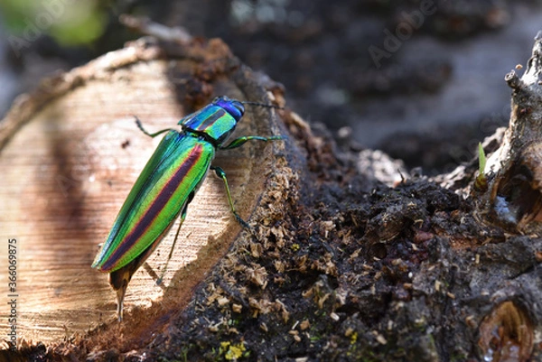Fototapeta タマムシ