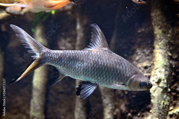 Obraz 水中をゆっくり泳ぐ銀色のシルバーシャーク