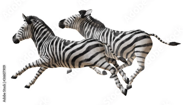 Obraz Zebra