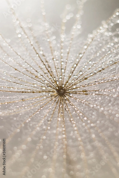 Fototapeta dandelion seeds with water drops. macro. background. bokeh. 